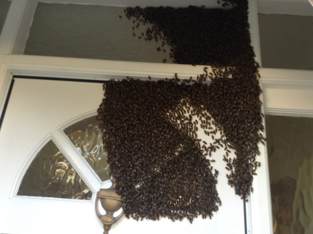 Bees1