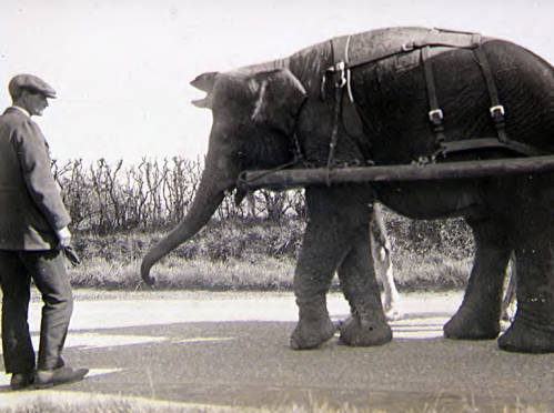 Bostock and Wombwell's Menagerie elephant pulling a wagon.