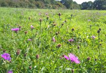 Wild flowers in a green open space