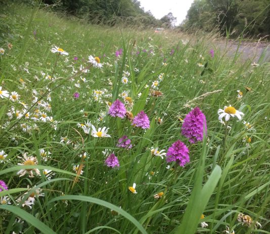 A photograph of grass and wildflowers on the roadside