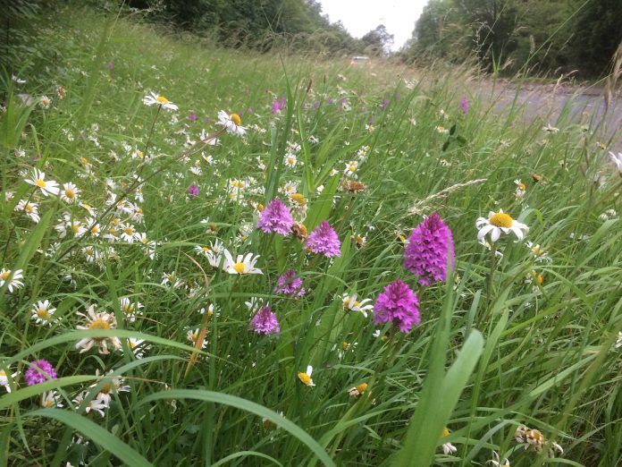 A photograph of grass and wildflowers on the roadside