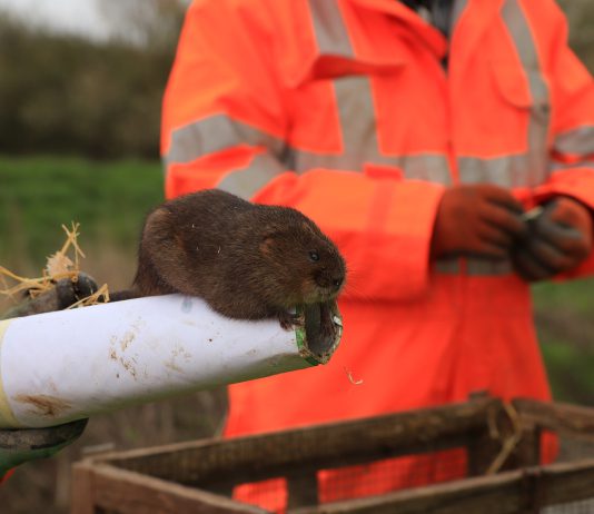 A water vole