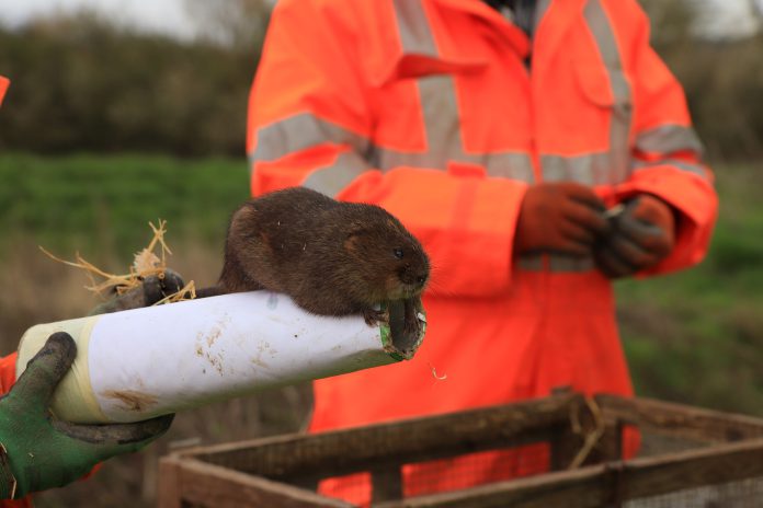 A water vole