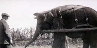 Bostock and Wombwell's Menagerie elephant pulling a wagon.