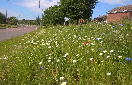 A grass verge along Goose Green Way, Yate.