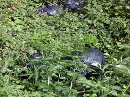 Black bin bags amongst vegetation