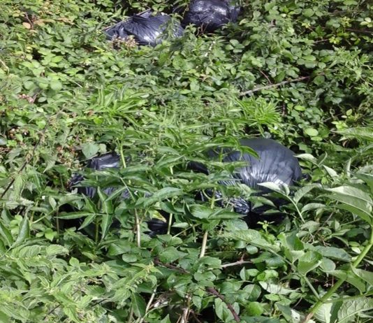 Black bin bags amongst vegetation