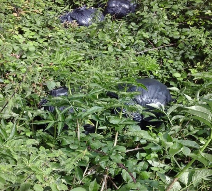 Black bin bags amongst vegetation