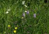 Wildflowers in South Gloucestershire