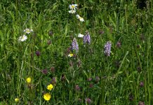 Wildflowers in South Gloucestershire
