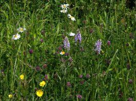 Wildflowers in South Gloucestershire