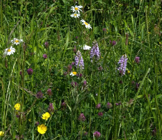 Wildflowers in South Gloucestershire