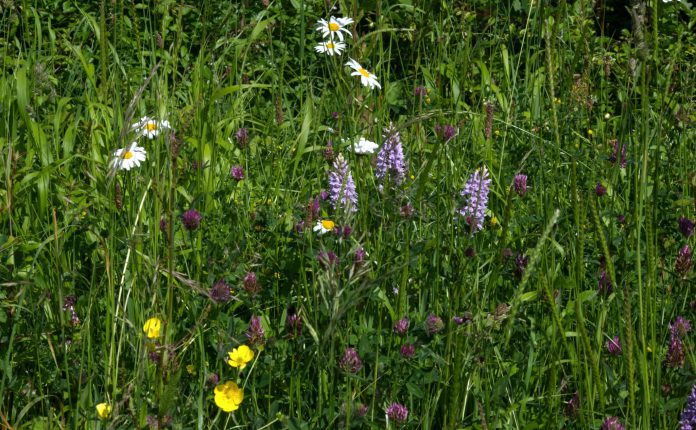 Wildflowers in South Gloucestershire