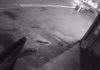 CCTV footage of the dog