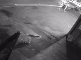CCTV footage of the dog