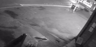 CCTV footage of the dog