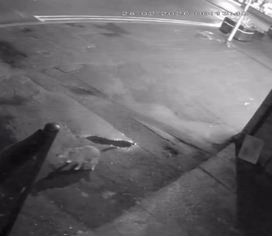 CCTV footage of the dog