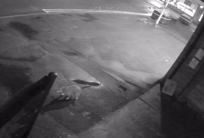 CCTV footage of the dog